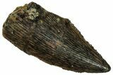 Serrated, Raptor Tooth - Real Dinosaur Tooth #296166-1